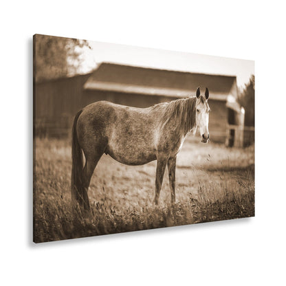 Leinwandbild Graues Pferd in goldener Abendruhe vor der Scheune. - deyoli