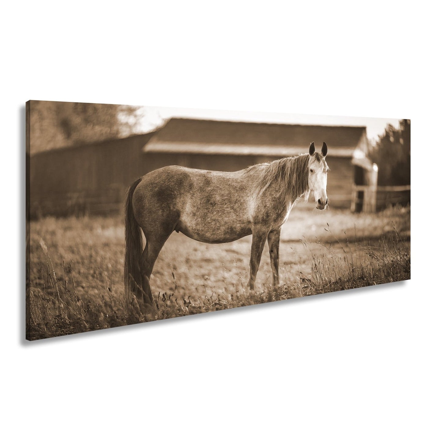 Leinwandbild Graues Pferd in goldener Abendruhe vor der Scheune. - deyoli