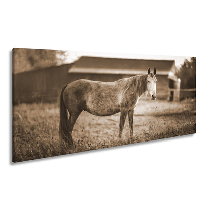 Leinwandbild Graues Pferd in goldener Abendruhe vor der Scheune. - deyoli