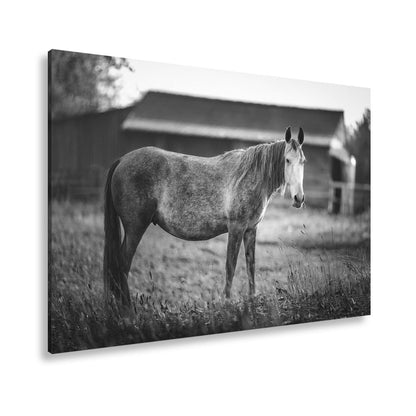 Leinwandbild Graues Pferd in goldener Abendruhe vor der Scheune. - deyoli