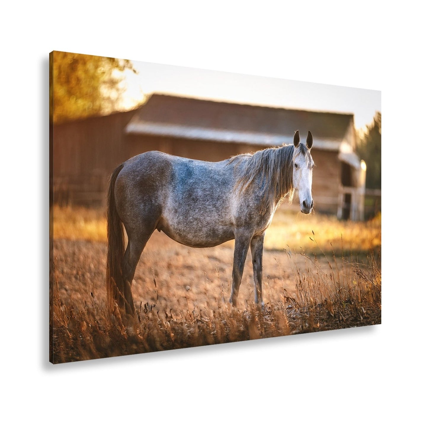 Leinwandbild Graues Pferd in goldener Abendruhe vor der Scheune. - deyoli