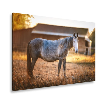 Leinwandbild Graues Pferd in goldener Abendruhe vor der Scheune. - deyoli