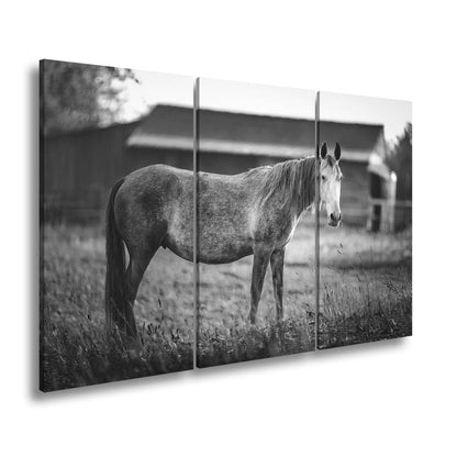 Leinwandbild Graues Pferd in goldener Abendruhe vor der Scheune. - deyoli