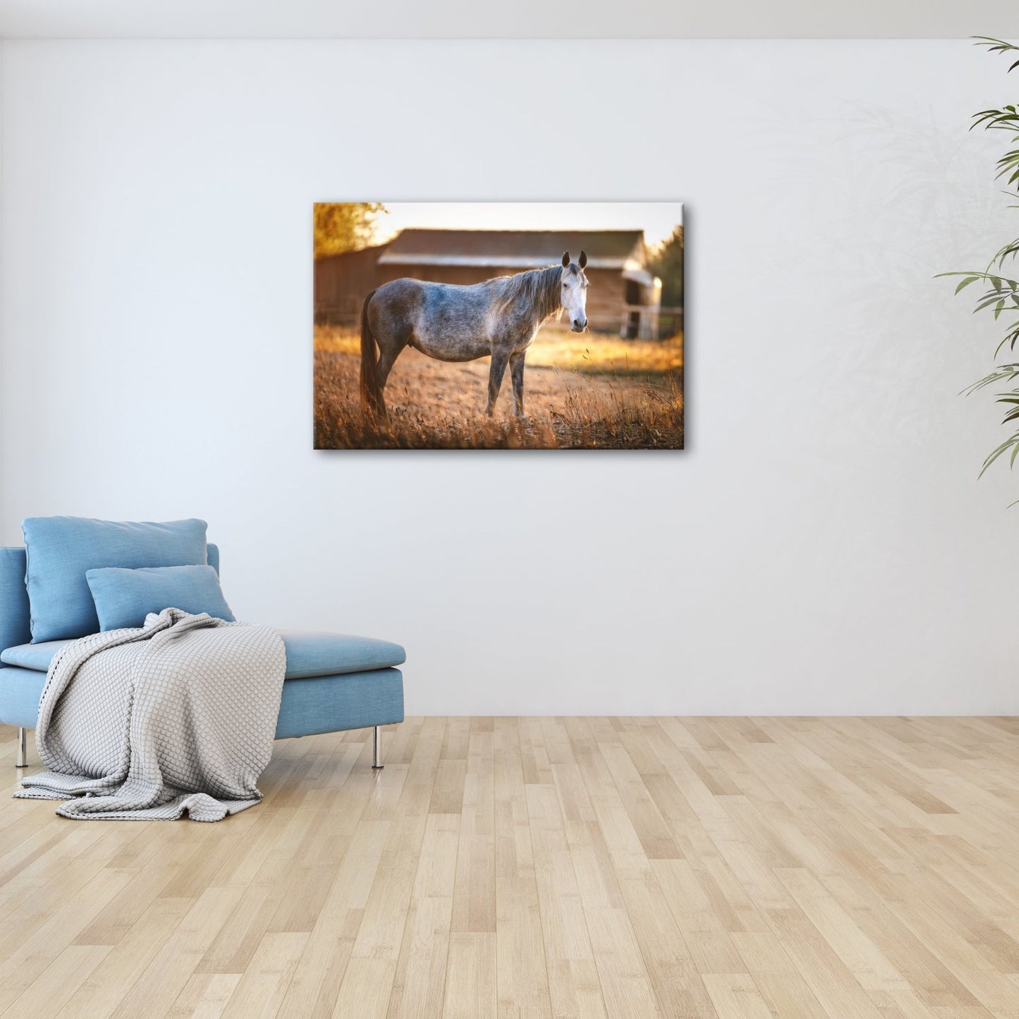 Leinwandbild Graues Pferd in goldener Abendruhe vor der Scheune. - deyoli