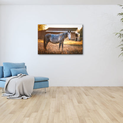 Leinwandbild Graues Pferd in goldener Abendruhe vor der Scheune. - deyoli