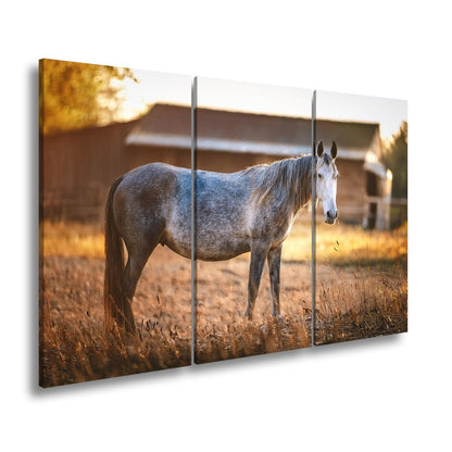 Leinwandbild Graues Pferd in goldener Abendruhe vor der Scheune. - deyoli