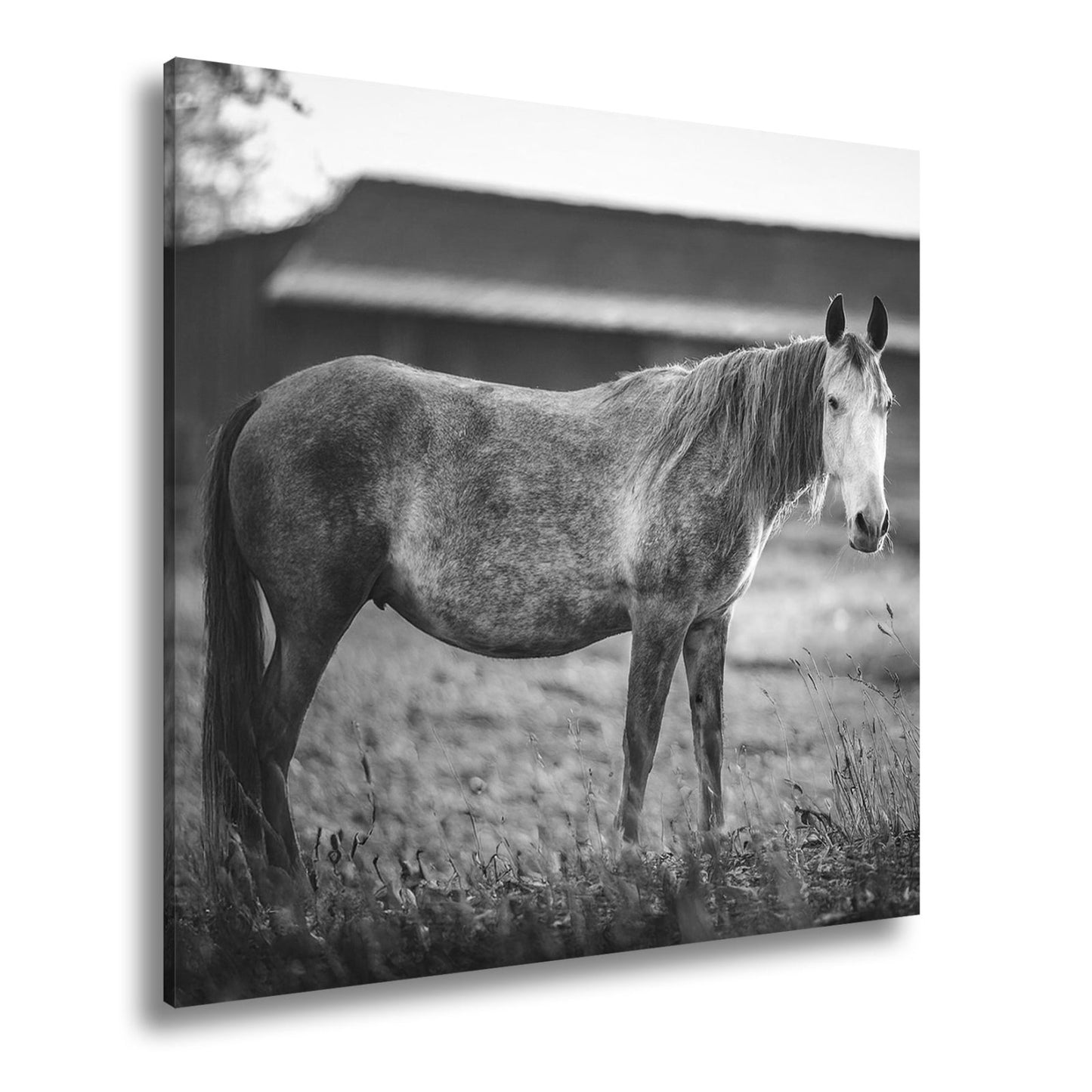 Leinwandbild Graues Pferd in goldener Abendruhe vor der Scheune. - deyoli