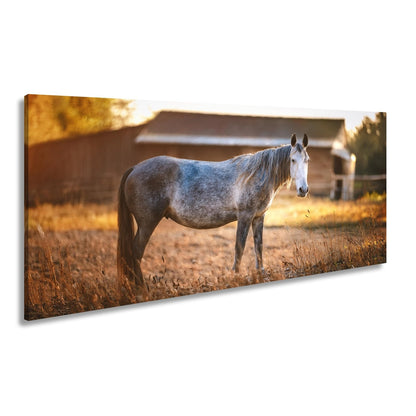 Leinwandbild Graues Pferd in goldener Abendruhe vor der Scheune. - deyoli