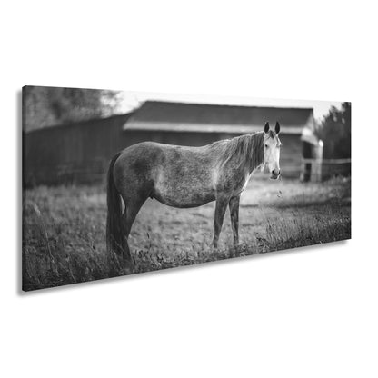 Leinwandbild Graues Pferd in goldener Abendruhe vor der Scheune. - deyoli