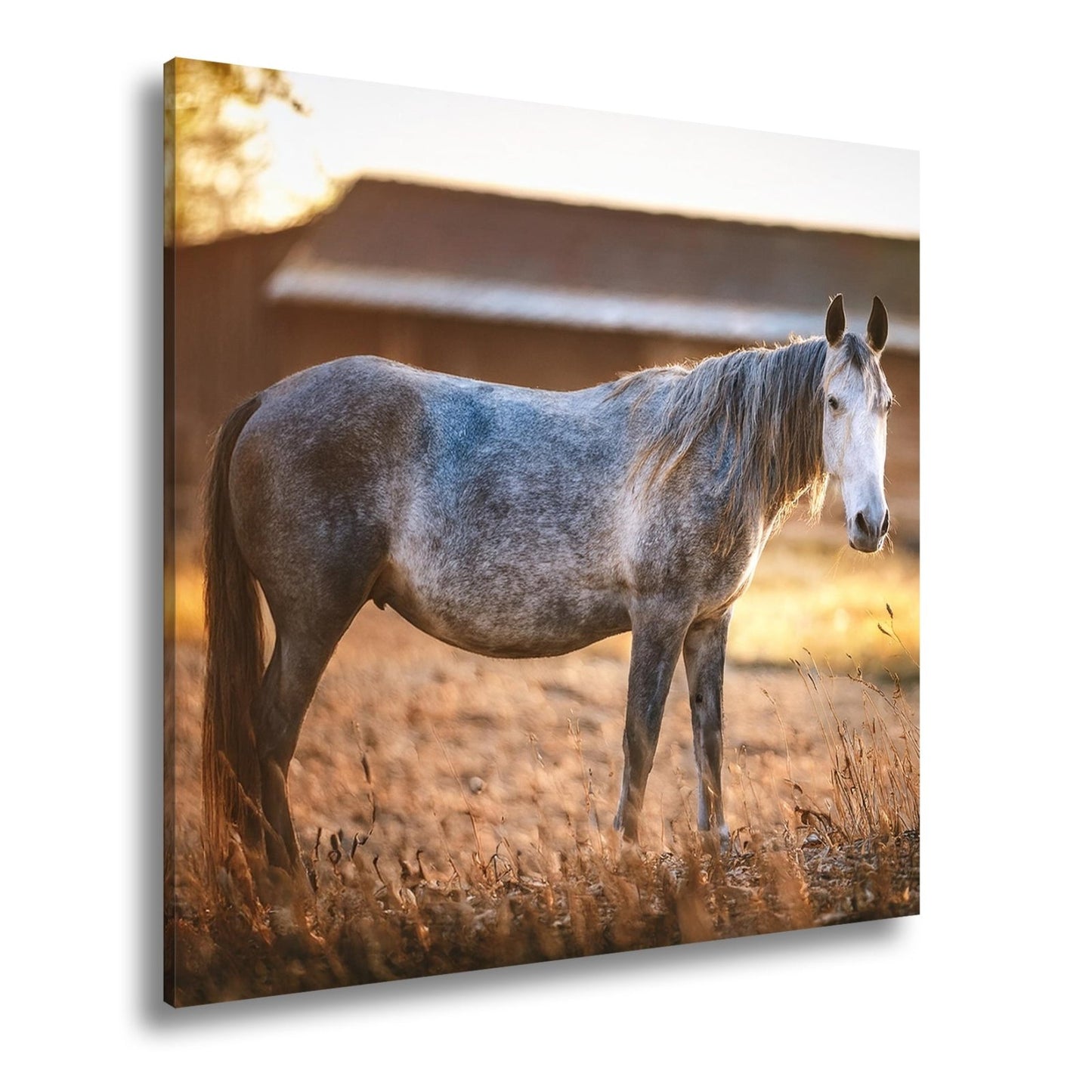 Leinwandbild Graues Pferd in goldener Abendruhe vor der Scheune. - deyoli