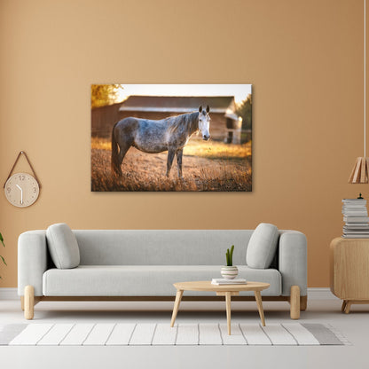 Leinwandbild Graues Pferd in goldener Abendruhe vor der Scheune. - deyoli