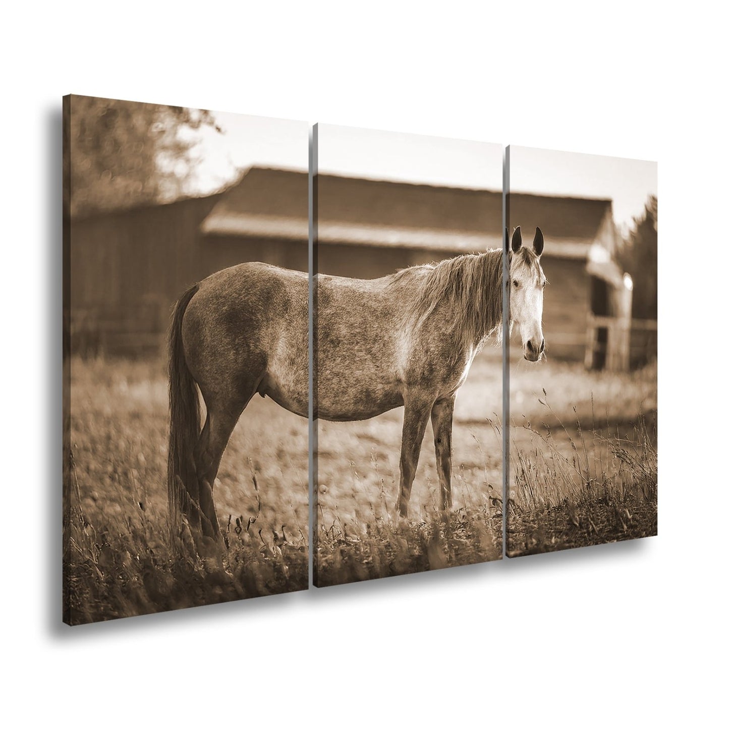 Leinwandbild Graues Pferd in goldener Abendruhe vor der Scheune. - deyoli