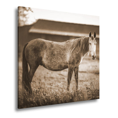 Leinwandbild Graues Pferd in goldener Abendruhe vor der Scheune. - deyoli