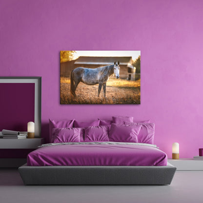 Leinwandbild Graues Pferd in goldener Abendruhe vor der Scheune. - deyoli