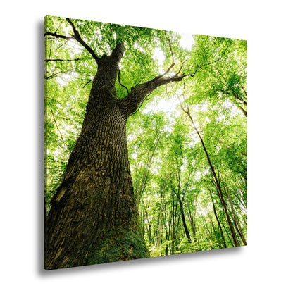Leinwandbild Grünes Blätterdach im Sonnenlicht – Wald Natur XXL Canvas - deyoli