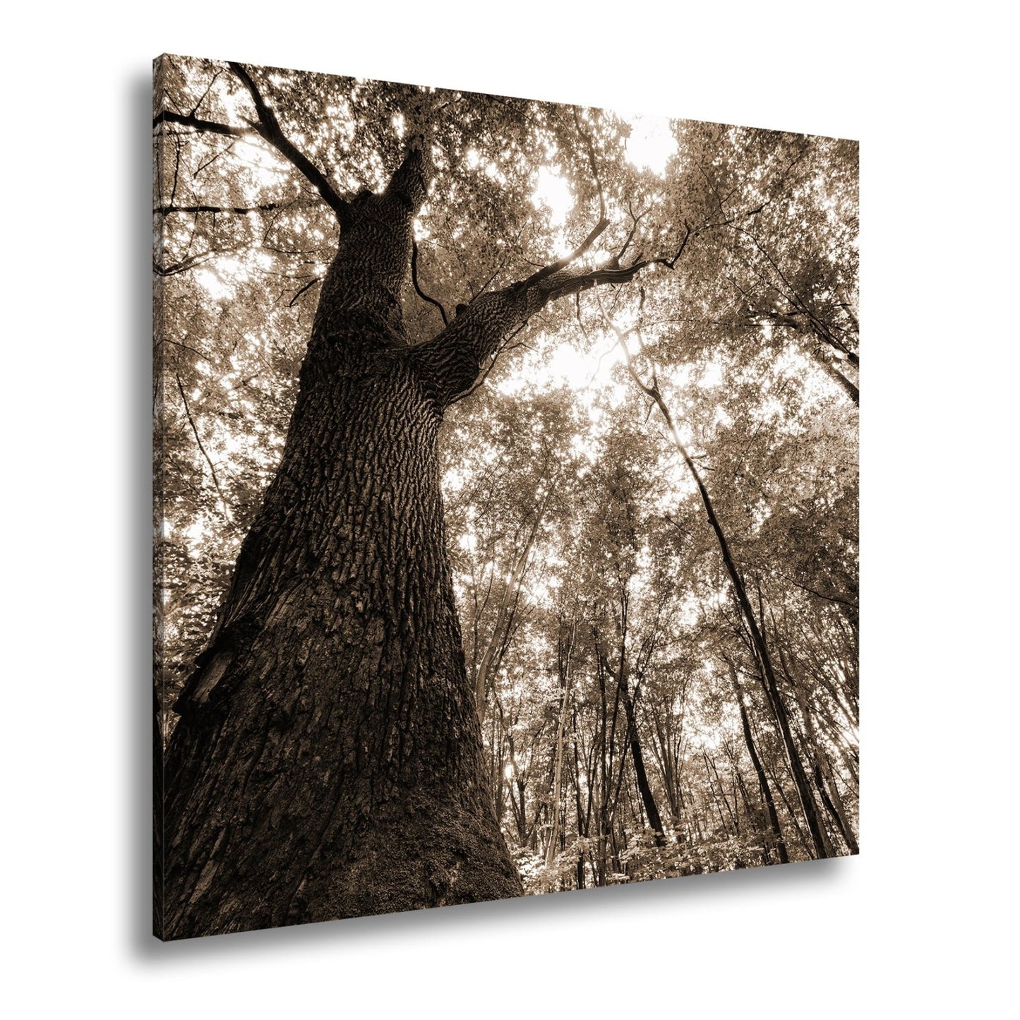 Leinwandbild Grünes Blätterdach im Sonnenlicht – Wald Natur XXL Canvas - deyoli