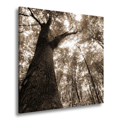 Leinwandbild Grünes Blätterdach im Sonnenlicht – Wald Natur XXL Canvas - deyoli
