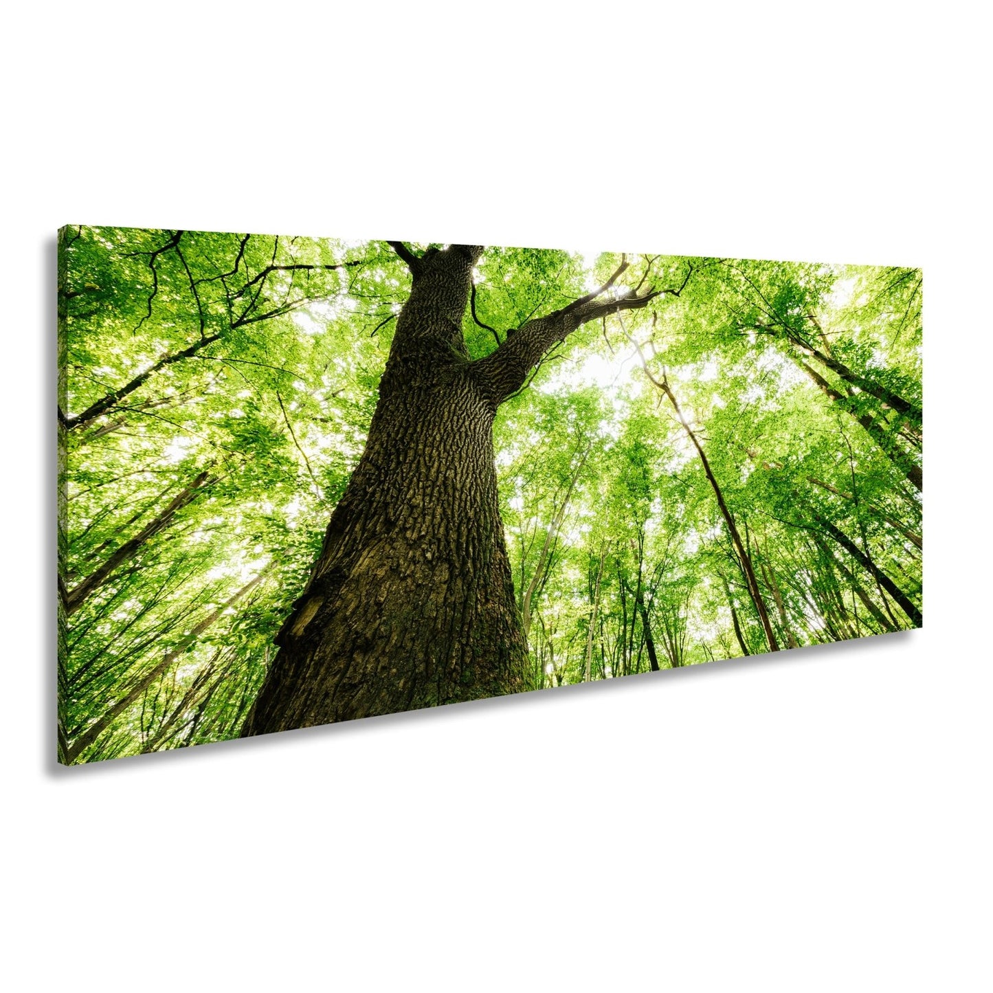 Leinwandbild Grünes Blätterdach im Sonnenlicht – Wald Natur XXL Canvas - deyoli