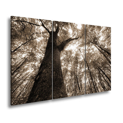 Leinwandbild Grünes Blätterdach im Sonnenlicht – Wald Natur XXL Canvas - deyoli