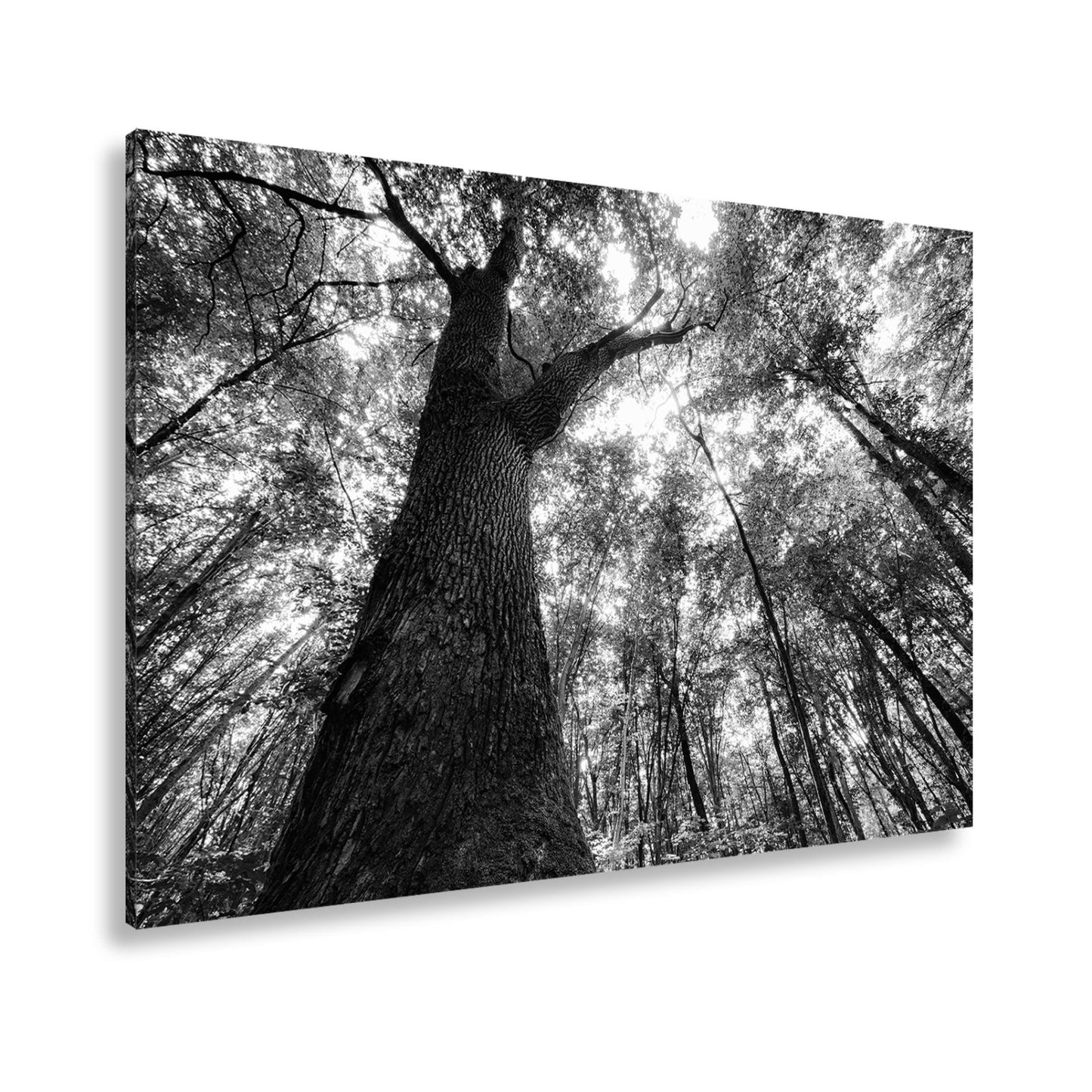 Leinwandbild Grünes Blätterdach im Sonnenlicht – Wald Natur XXL Canvas - deyoli