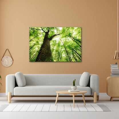 Leinwandbild Grünes Blätterdach im Sonnenlicht – Wald Natur XXL Canvas - deyoli