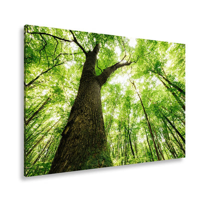 Leinwandbild Grünes Blätterdach im Sonnenlicht – Wald Natur XXL Canvas - deyoli
