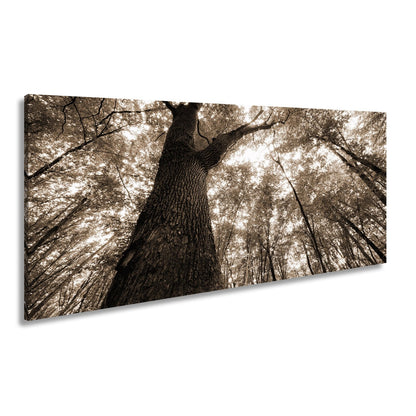 Leinwandbild Grünes Blätterdach im Sonnenlicht – Wald Natur XXL Canvas - deyoli