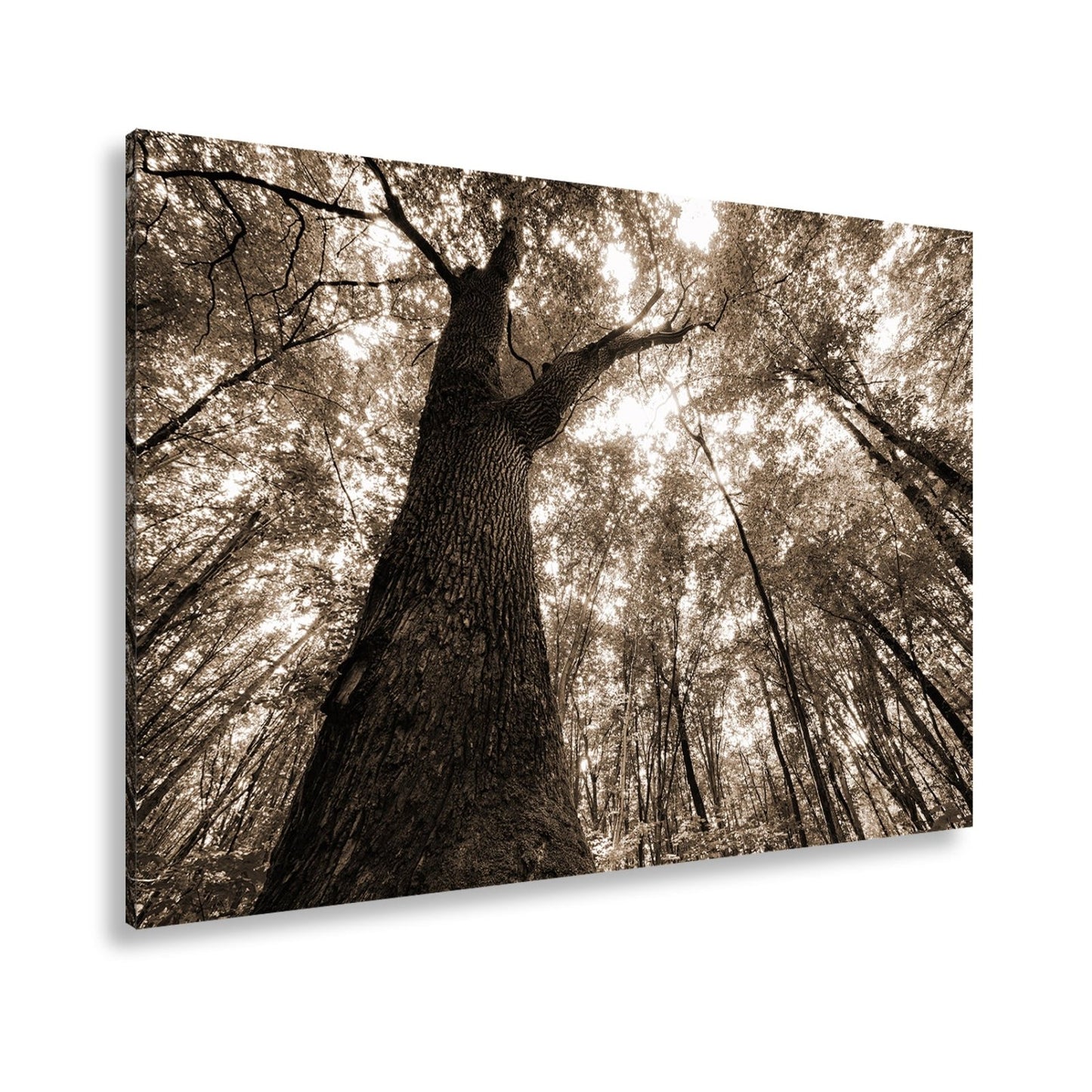 Leinwandbild Grünes Blätterdach im Sonnenlicht – Wald Natur XXL Canvas - deyoli