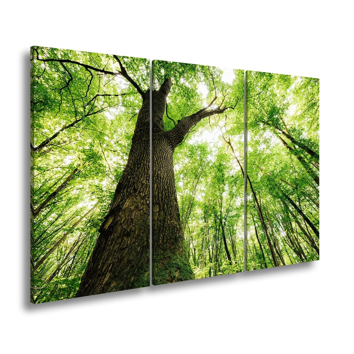 Leinwandbild Grünes Blätterdach im Sonnenlicht – Wald Natur XXL Canvas - deyoli