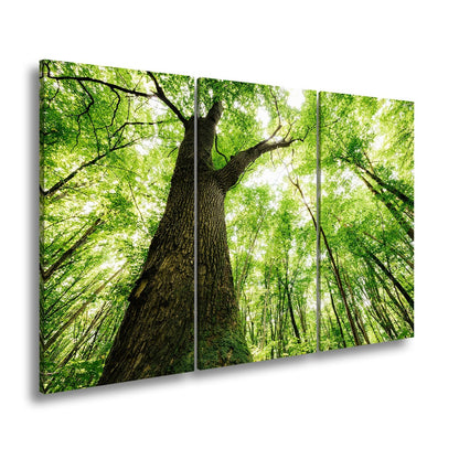 Leinwandbild Grünes Blätterdach im Sonnenlicht – Wald Natur XXL Canvas - deyoli