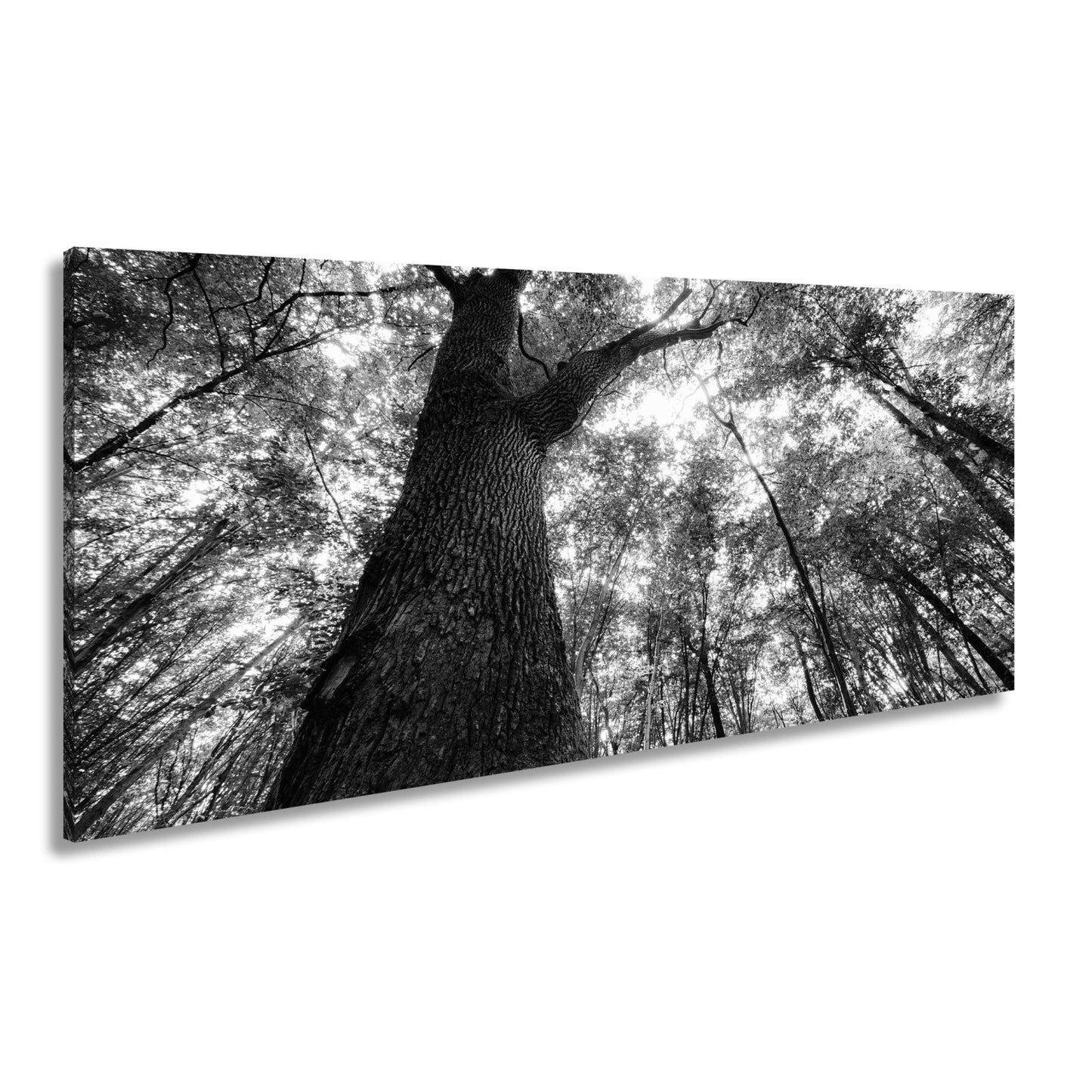 Leinwandbild Grünes Blätterdach im Sonnenlicht – Wald Natur XXL Canvas - deyoli
