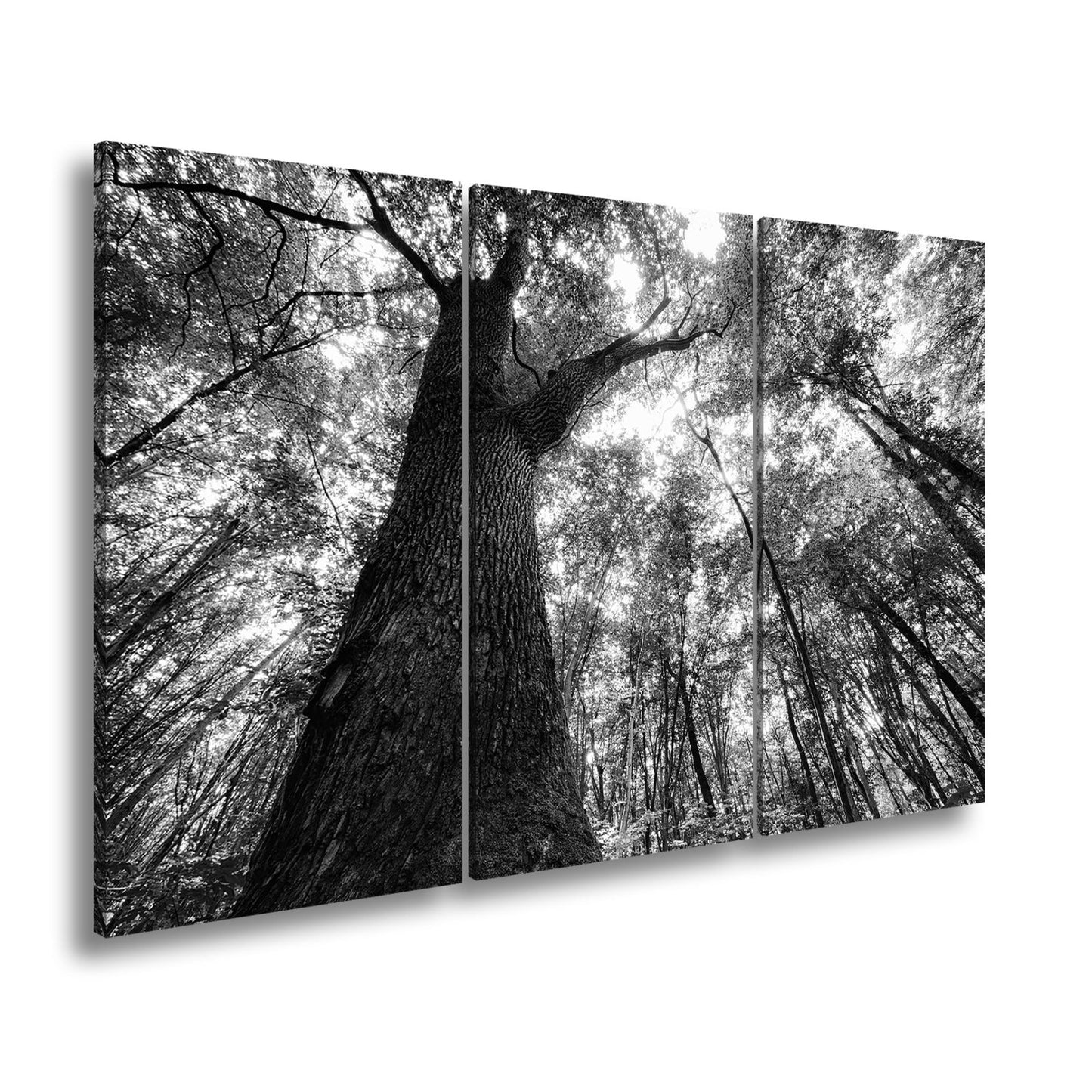 Leinwandbild Grünes Blätterdach im Sonnenlicht – Wald Natur XXL Canvas - deyoli