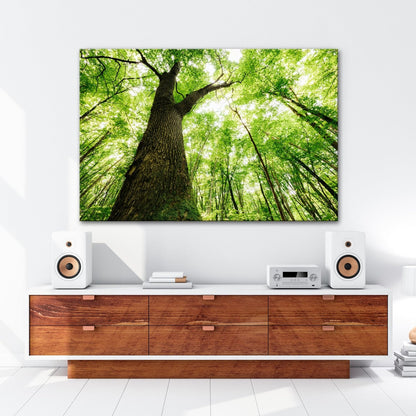 Leinwandbild Grünes Blätterdach im Sonnenlicht – Wald Natur XXL Canvas - deyoli