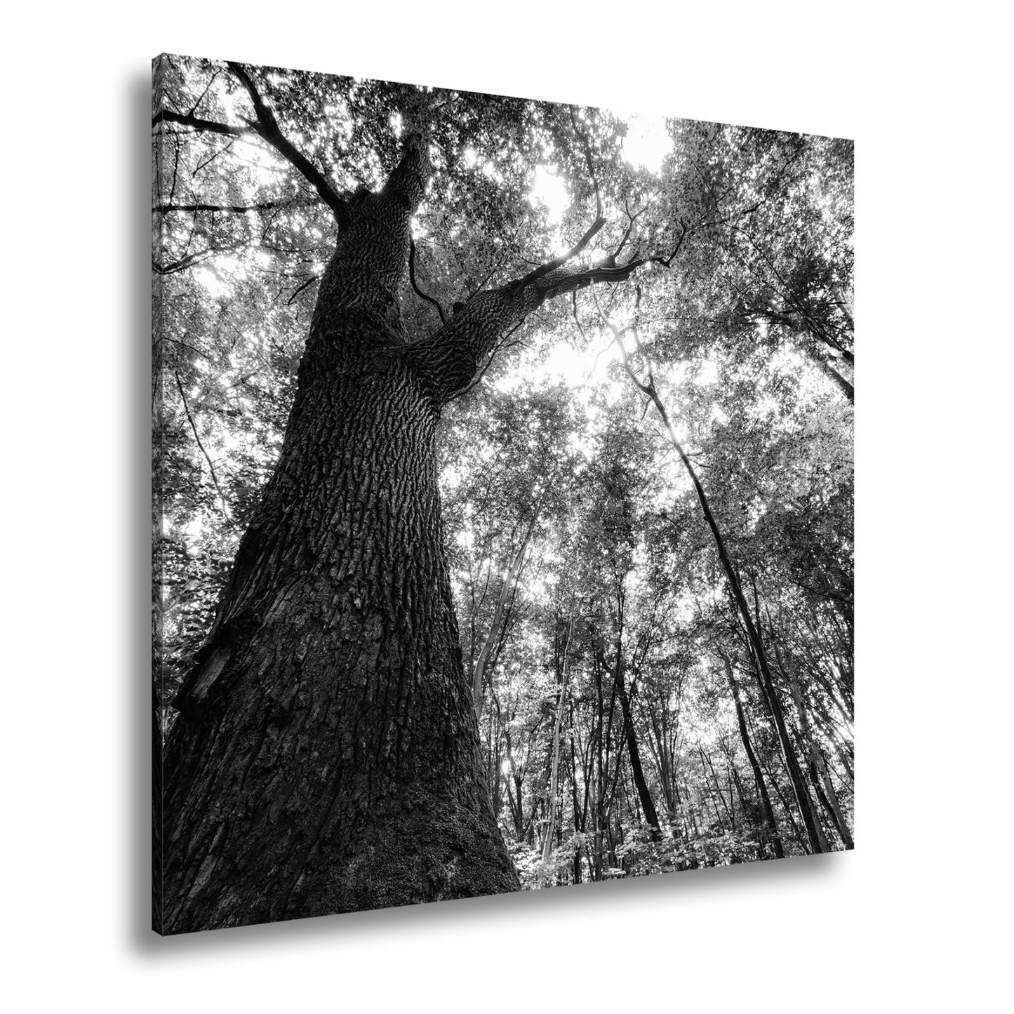 Leinwandbild Grünes Blätterdach im Sonnenlicht – Wald Natur XXL Canvas - deyoli