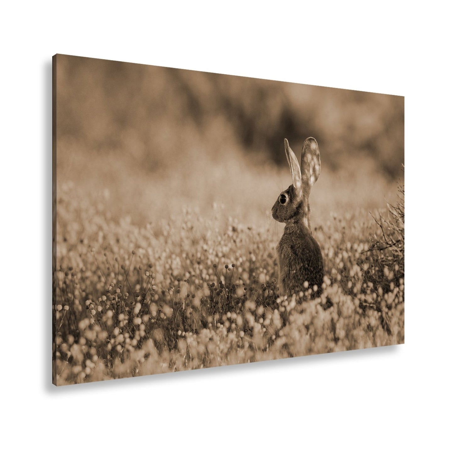 Leinwandbild Hase im goldenen Blütenmeer – Wachsam & still XXL - deyoli