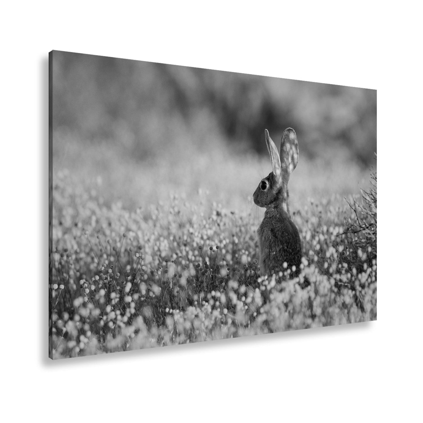 Leinwandbild Hase im goldenen Blütenmeer – Wachsam & still XXL - deyoli