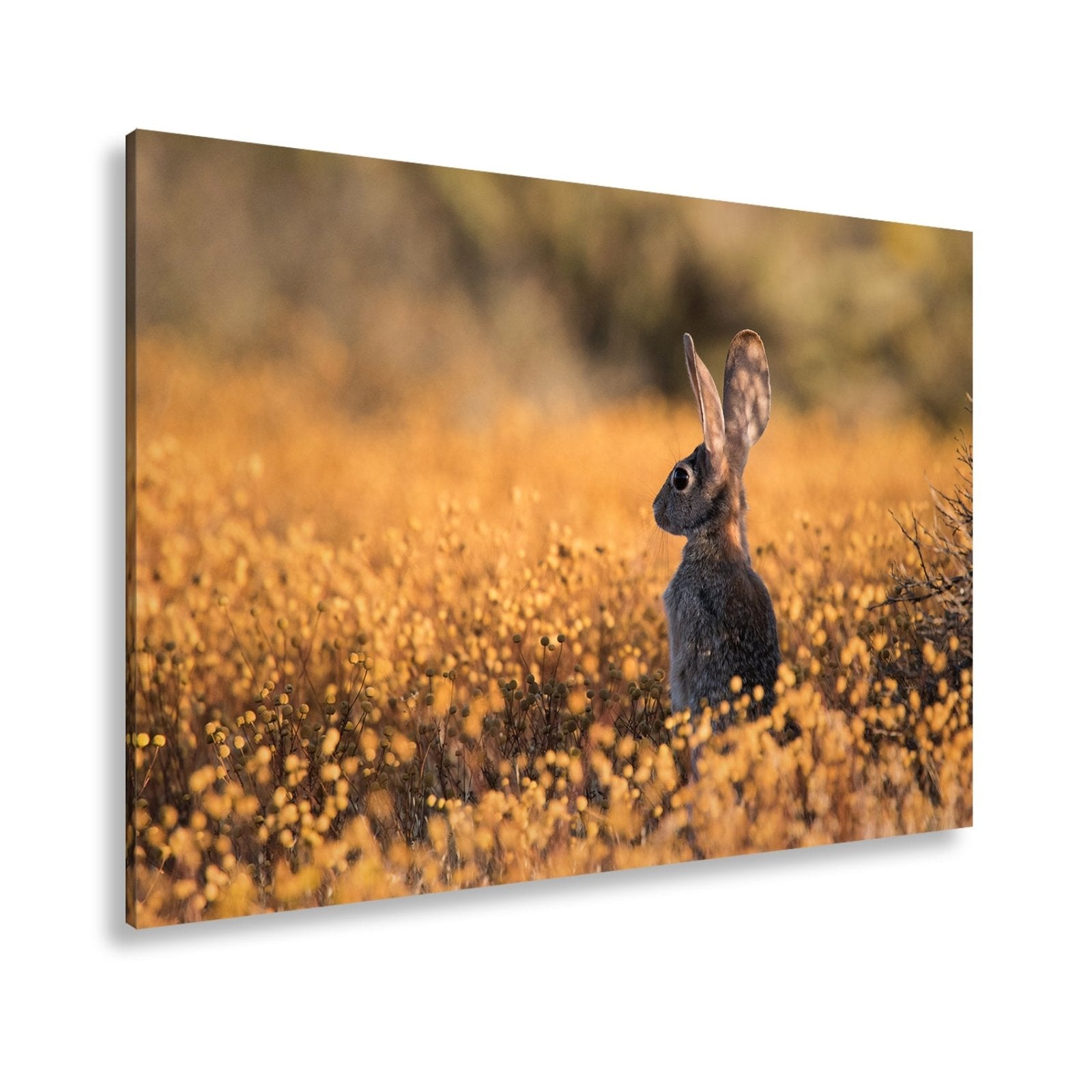 Leinwandbild Hase im goldenen Blütenmeer – Wachsam & still XXL - deyoli