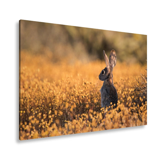 Leinwandbild Hase im goldenen Blütenmeer – Wachsam & still XXL - deyoli