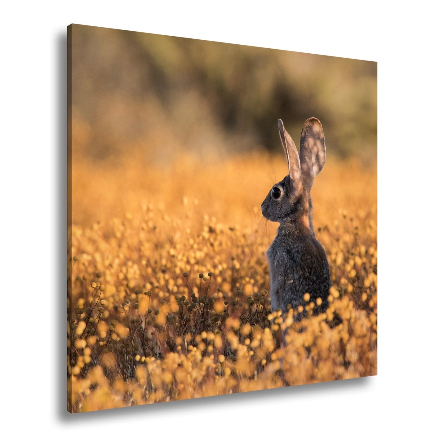 Leinwandbild Hase im goldenen Blütenmeer – Wachsam & still XXL - deyoli