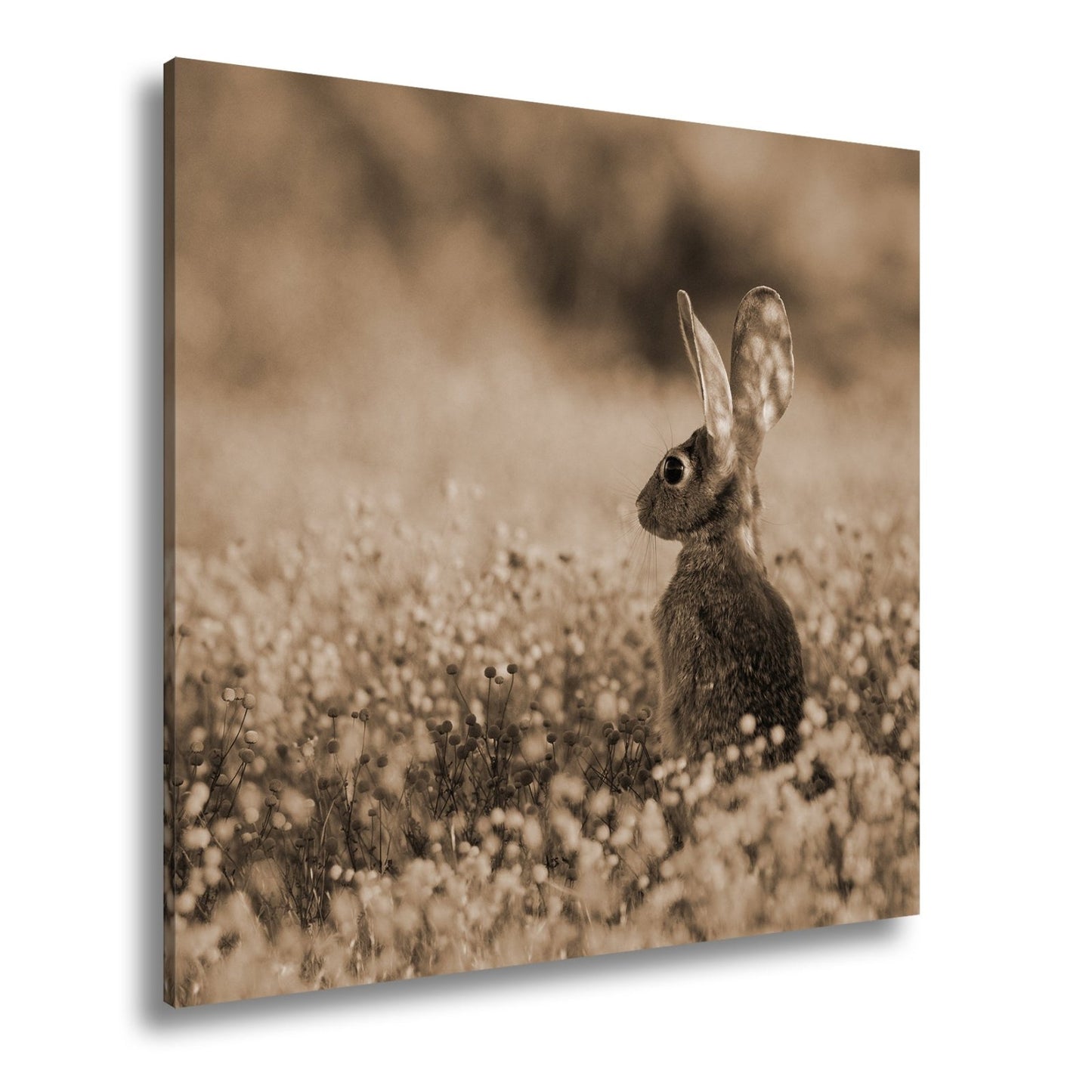 Leinwandbild Hase im goldenen Blütenmeer – Wachsam & still XXL - deyoli