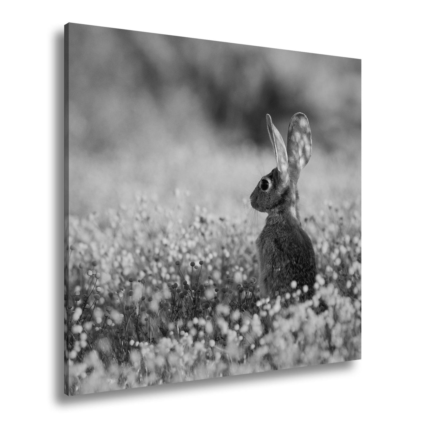 Leinwandbild Hase im goldenen Blütenmeer – Wachsam & still XXL - deyoli