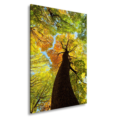 Leinwandbild Herbstfarben tanzen im Kronendach – goldene Ruhe im Wind. - deyoli