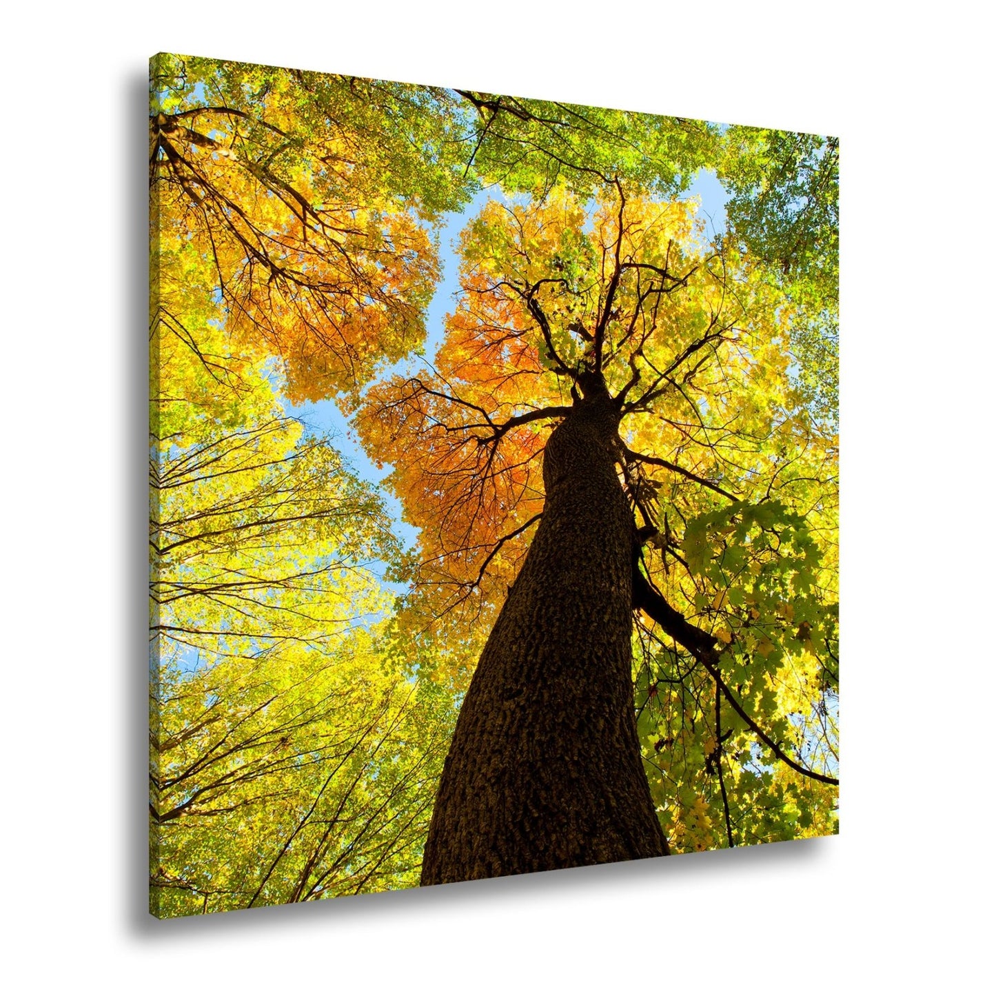 Leinwandbild Herbstfarben tanzen im Kronendach – goldene Ruhe im Wind. - deyoli