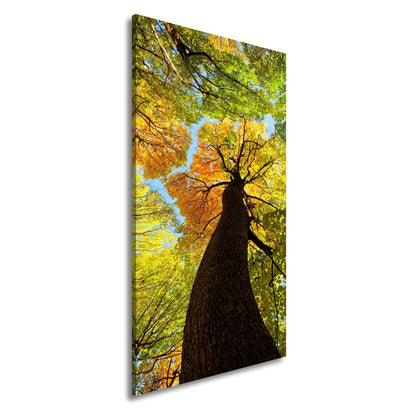 Leinwandbild Herbstfarben tanzen im Kronendach – goldene Ruhe im Wind. - deyoli