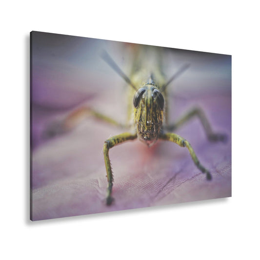Leinwandbild Heuschrecke Makroaufnahme – Eindringlich nah XXL - deyoli