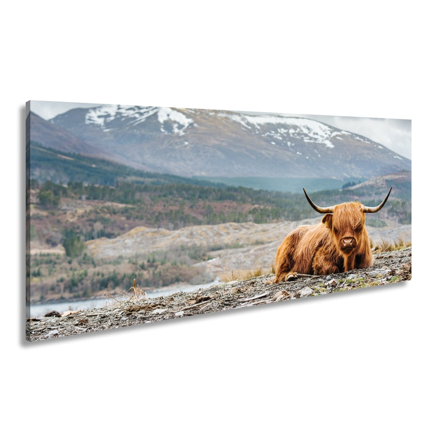 Leinwandbild Highland - Rind – Majestätische Bergkulisse XXL - deyoli