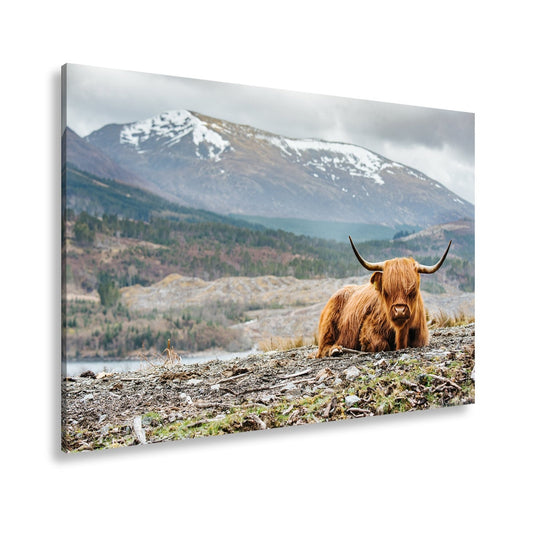 Leinwandbild Highland - Rind – Majestätische Bergkulisse XXL - deyoli