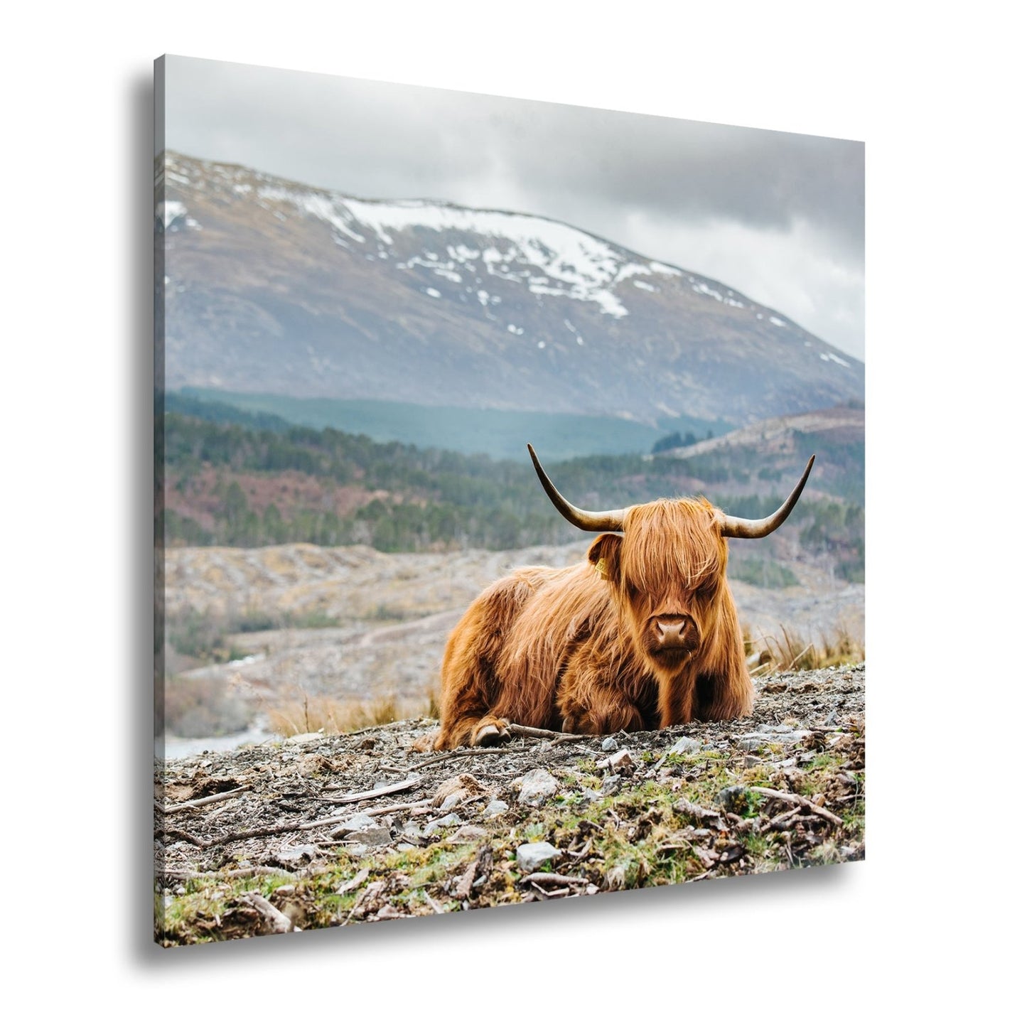 Leinwandbild Highland - Rind – Majestätische Bergkulisse XXL - deyoli