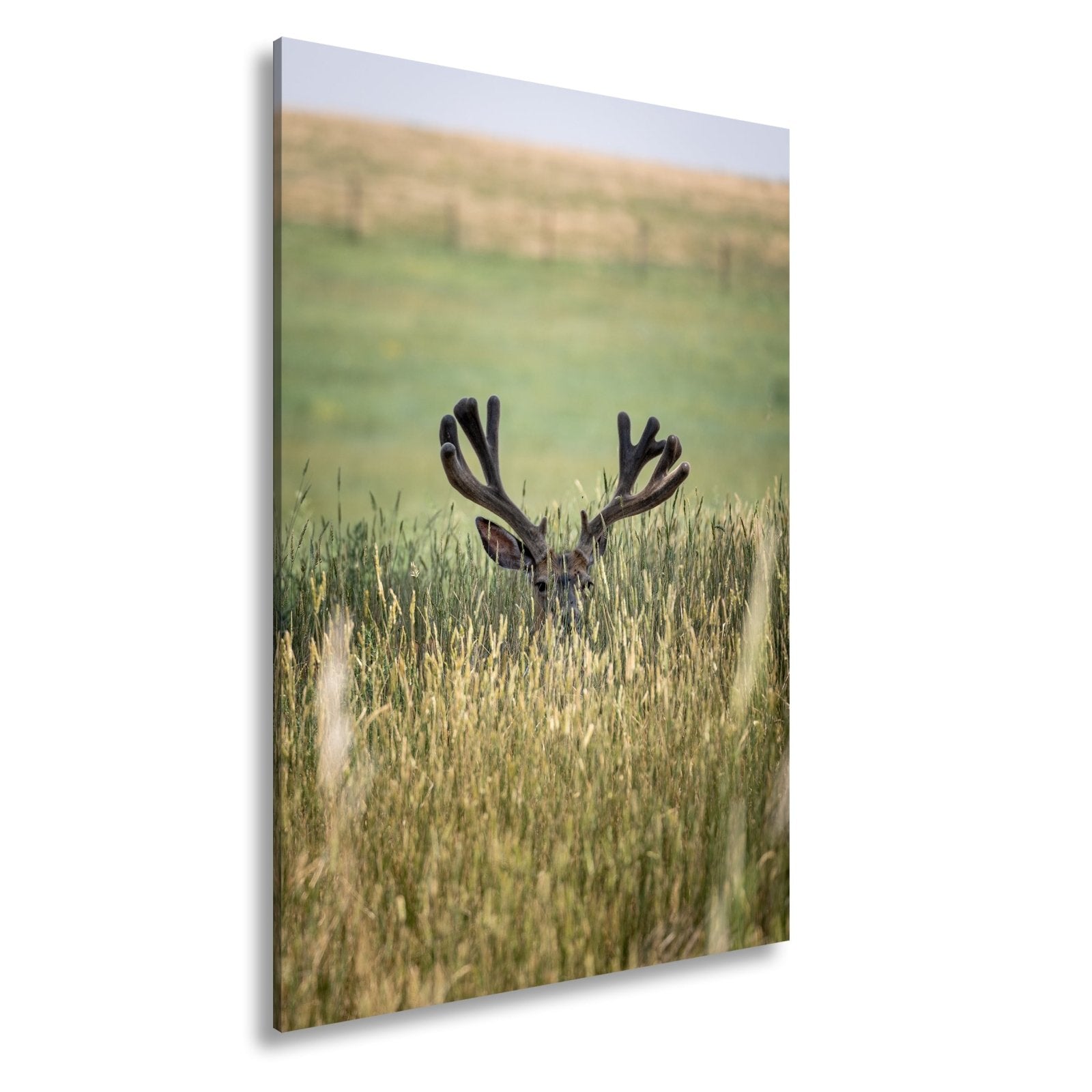 Leinwandbild Hirsch im hohen goldenen Gras XXL – Wildtiere Wandbild Natur - deyoli