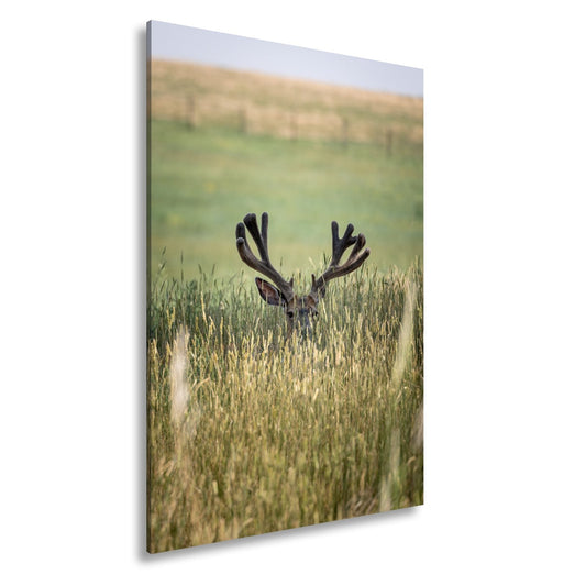 Leinwandbild Hirsch im hohen goldenen Gras XXL – Wildtiere Wandbild Natur - deyoli